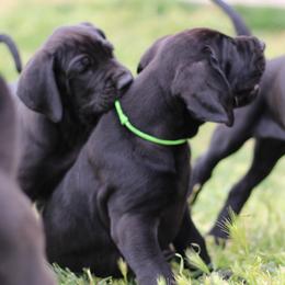Great Dane Puppies from Velocity Great Danes