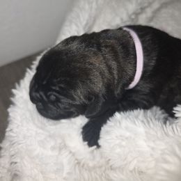 Pink - Black brindle female Cane Corso puppy in Lake Elsinore, California from CRUCIAL CANE CORSOS