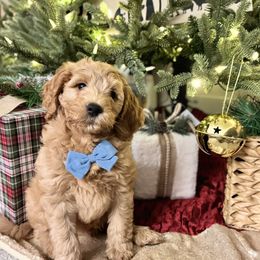 Bernedoodle, Goldendoodle, and Poodle Puppies from Anam Cara Pups