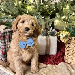 Bernedoodle, Goldendoodle, and Poodle Puppies from Anam Cara Pups
