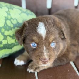 RTF - Red tri female Miniature Australian Shepherd puppy in Bethany, Illinois from Rachel at Marrowbone Creek Aussies