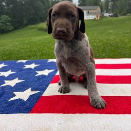 Bullet - Liver roan male German Shorthaired Pointer puppy in Dugspur, Virginia from Pilgrims Trails Shorthairs