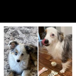 Miniature Australian Shepherd All Grown Up from ST Forest Aussies