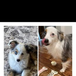 Miniature Australian Shepherd All Grown Up from ST Forest Aussies