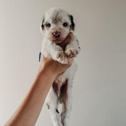 Joey. - Blue merle and white male Sheepadoodle puppy in Wabash, Indiana from DOODCompany