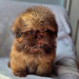 Lou Lou Who - Liver male Shih Tzu puppy in Jenks, Oklahoma from Northstar Shih Tzu