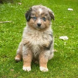Tillie - Blue merle female Miniature Australian Shepherd puppy in North Lakeport, California from Wild Rose Ranch
