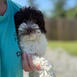 Milo - Chocolate male Australian Labradoodle puppy in Calhoun, Louisiana from Arrowhead Australian Labradoodles