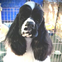 Phoebe - Cocker Spaniel