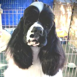 Phoebe - Cocker Spaniel