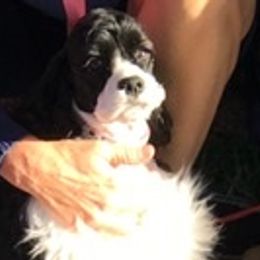 Cocker Spaniels from Dune Cockers