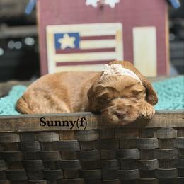 Sunny - Red female Australian Labradoodle puppy in Citrus Heights, California from Elite Blend Labradoodles