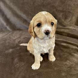 Bashful - Cream female Cavapoo puppy in Kelso, Washington from The love of Cavapoos