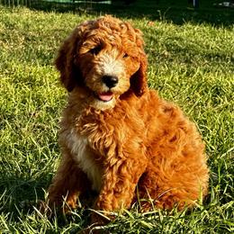 Blackie - Apricot female Goldendoodle puppy in Roseville, California from Luna Snickerdoodles