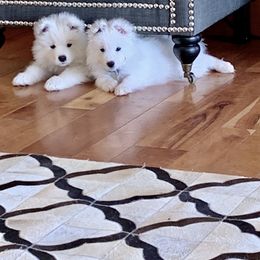 Samoyed Puppies from Falling cedar farm samoyeds