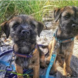 Border Terrier Puppies from Ruff n Ready Border Terriers