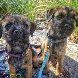Border Terrier Puppies from Ruff n Ready Border Terriers
