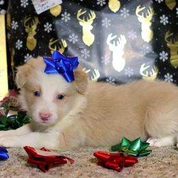 Romeo - Gold male Border Collie puppy in Richmond, Maine from Lil Maine Border Collies