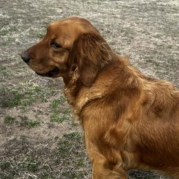 Julie - Golden Retriever