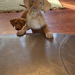 Vizsla Puppies from Carlson Vizslas