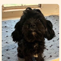 Cavapoo All Grown Up from Carolina Canines