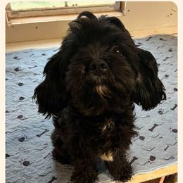 Cavapoo All Grown Up from Carolina Canines