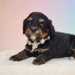 Danica - Black and tan female Cockapoo puppy in Louisburg, North Carolina from Raven Oak's Mini Cockapoos