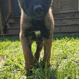 Belgian Malinois Puppies from Love Belgian Malinois