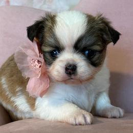 Twilight - Black sabled fawn female Chihuahua puppy in Gloucester, Virginia from Charlotte's Web of Chihuahuas