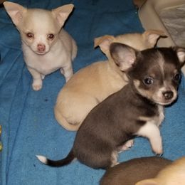 Chihuahuas from Corina Markowicz