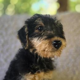 Pink girl - Black and tan female Airedale Terrier puppy in Willow Spring, North Carolina from Reydaleterrydale Airedales