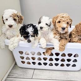 Goldendoodle puppies from Grace Springs Goldendoodles