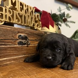 Dasher - Black male Labrador Retriever puppy in Lenoir, North Carolina from Wooten Retrievers