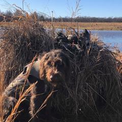 German Wirehaired Pointer All Grown Up from Osborne’s Wirehairs