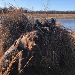 German Wirehaired Pointer All Grown Up from Osborne’s Wirehairs
