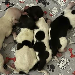 Ash-Girl 1 - Black and cream female Dachshund puppy in Wolf Lake, Indiana from Canisteo Dachshunds