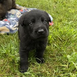 Girl 1 - Black German Shepherd puppy in Franklin, Vermont from Vom Kiefernhaus