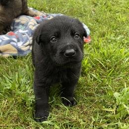 Girl 1 - Black German Shepherd puppy in Franklin, Vermont from Vom Kiefernhaus