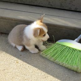 Pembroke Welsh Corgi Puppies from Signature Corgi's