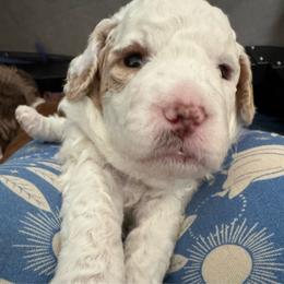 Juliet - Parti female Goldendoodle puppy in Danville, Virginia from Stella’s Stunning Goldendoodles of VA