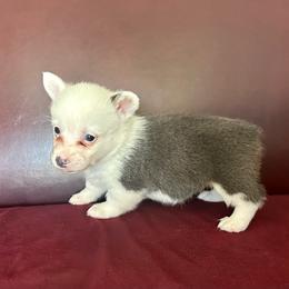 Bluie mismark girl - Blue female Pembroke Welsh Corgi puppy in Clinton, Tennessee from High Hopes Farm