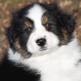 Indiana - Black tri-color male Australian Shepherd puppy in Easton, Missouri from MMA Kennel