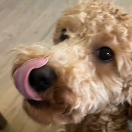 Emma - Poodle