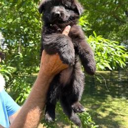 Female 2 ( female prices 2800 to 4000  on this litter) - Black female German Shepherd puppy in Dallas, Texas from Sam's Highest Quality Shepherds