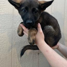 Purple Collar Female - Pascha - Sable female German Shepherd puppy in Adelanto, California from Würdighaus Kennels