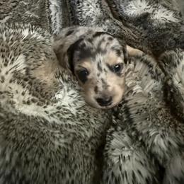 Dachshund Puppies from Coastal Bluff Pups