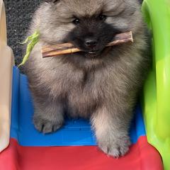 Keeshond Puppies from Peregrine Keeshond