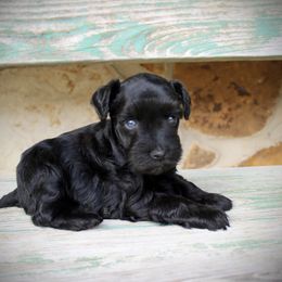 Black female - Black female Miniature Schnauzer puppy in Paradise, Texas from B4 Toy Aussies