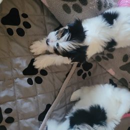 Biewer Terrier Puppies from Hearts n Paws