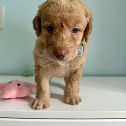 Aussiedoodle and Labradoodle Puppies from Doodles on Duty